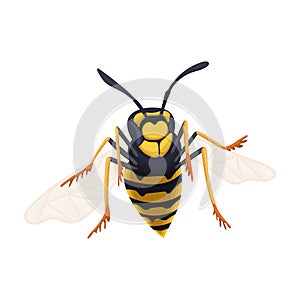 Wasp vector cartoon icon. Vector illustration insect wasp on white background. Isolated cartoon illustration icon of