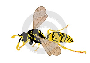 Wasp vector illustration isolated on white background. Honey bee vector silhouette symbol. Insect shadow. Hornet silhouette.