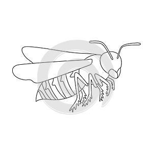 Wasp vector outline icon. Vector illustration insect wasp on white background. Isolated outline illustration icon of