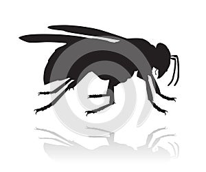 Wasp vector silhouette