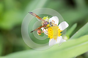 wasp Vespidae .Finding nectar in flowers Against