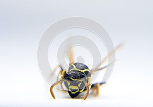 Wasp Vespidae macro photo