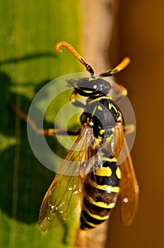 Wasp (Vespinae)