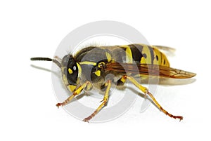 Wasp (Vespula germanica)