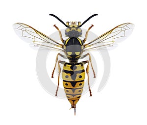 Wasp Vespula germanica female