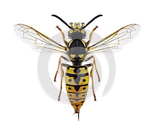 Wasp Vespula germanica female photo