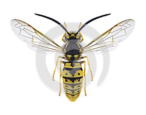 Wasp Vespula germanica male photo