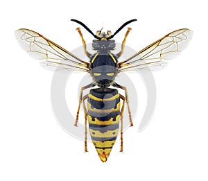 Wasp Vespula vulgaris female photo