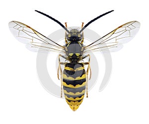 Wasp Vespula vulgaris male