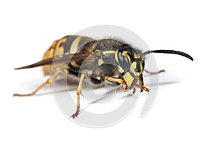 Wasp - Vespula vulgaris Queen photo