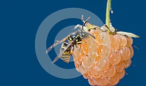 A wasp Vespula vulgaris photo