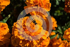 Wasp Vespula vulgaris sits on a orange flower of the Marigold. Wasp closeup.