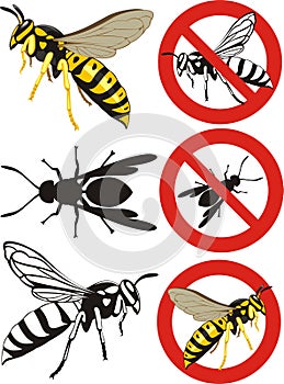 Wasp - warning signs
