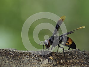 The wasp was drilling the wood.