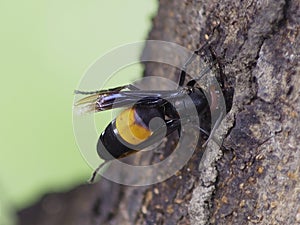 The wasp was drilling the wood.