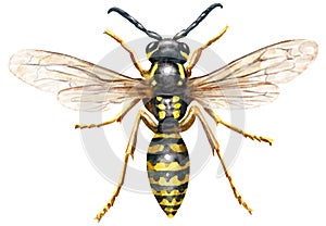 Wasp watercolor illustration, isolated on white