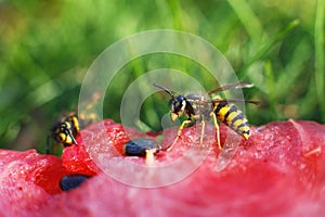 Wasp on a watermelon close up on a grass background.