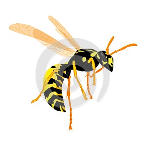 Wasp on a white background in realistic style. Vector graphics