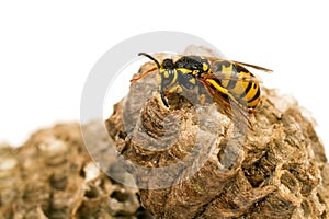 Wasp on a white background. Vespiary.