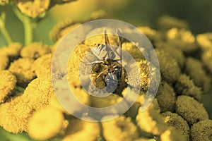 Wasp on a wild yellow flower