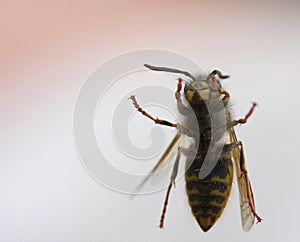 Wasp on window
