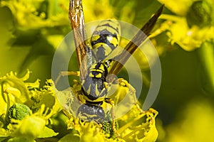 Wasp on a yellow flower