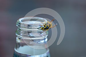 Wasp or yellow jacket on a bottle of soft drink, the insects can become a pest in summer, especially for allergy sufferers, copy