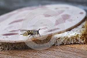 Wasp or yellow jacket Vespula germanica on a sandwich with sau