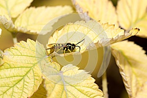 Wasp on a yellow sheet. macro