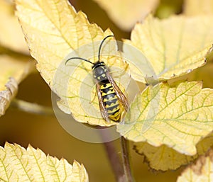 Wasp on a yellow sheet. macro