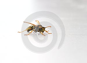 Wasp or Yellowjacket