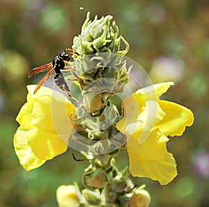 Wasp on the flower