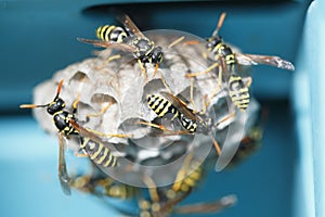 Wasps