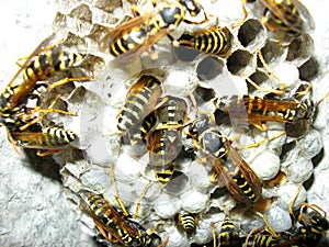 The wasps