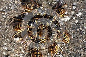 Wasps