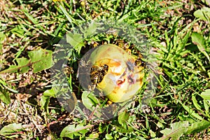 Wasps at a apple