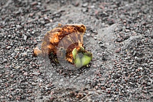 Wasps on a apple stub
