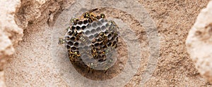 Wasps on the beach. Close-up wasp hive on stone background. Croped