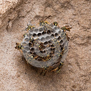 Wasps on the beach. Macro wasp hive on stone background. Croped for sq. banner