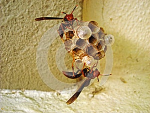 Wasps building nest, Pepsis fabricius