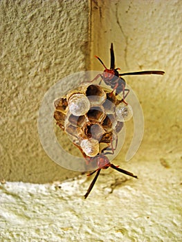 Wasps building nest, Pepsis fabricius