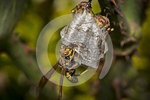 Wasps building a nest on a tree