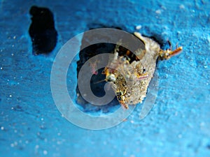 Wasps building their nest on a wall photo