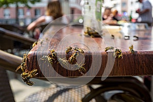 Wasps in a cafe