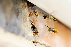 Wasps Causing Problem By Building Nest Under Roof Of House photo