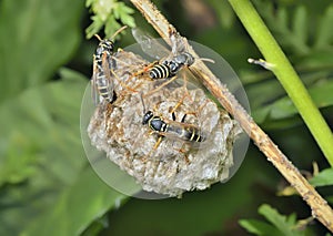 Wasps on combs 5