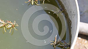 Wasps drink water from the pan, swim on the surface of the water. Wasps fly over the water. Wasps Polistes drink water