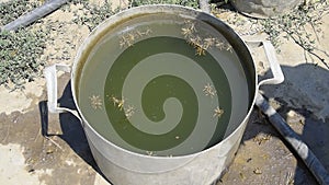 Wasps drink water from the pan, swim on the surface of the water. Wasps fly over the water. Wasps Polistes drink water