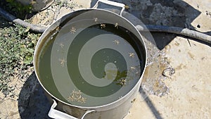 Wasps drink water from the pan, swim on the surface of the water. Wasps fly over the water. Wasps Polistes drink water