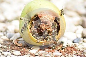 Wasps eat fallen fruit